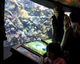 Shedd Aquarium